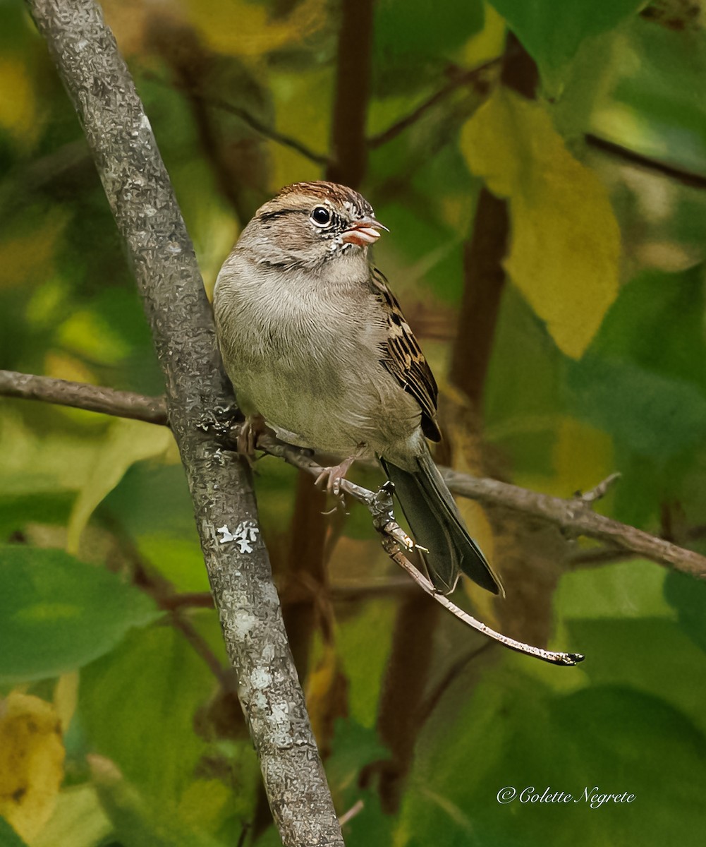 Chipping Sparrow - ML643160969