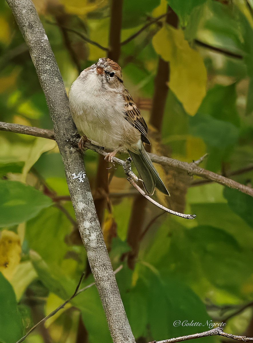 Chipping Sparrow - ML643160970