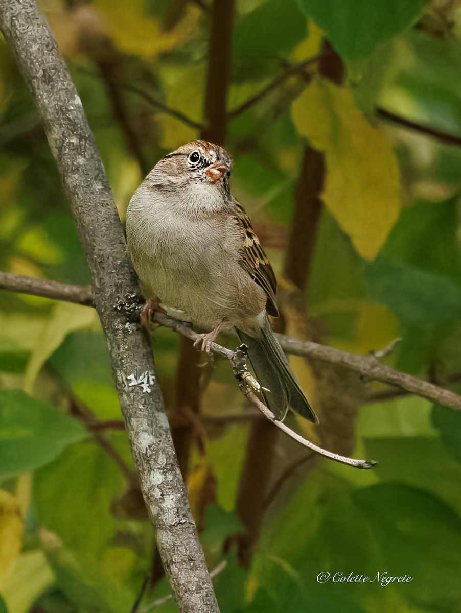Chipping Sparrow - ML643160971