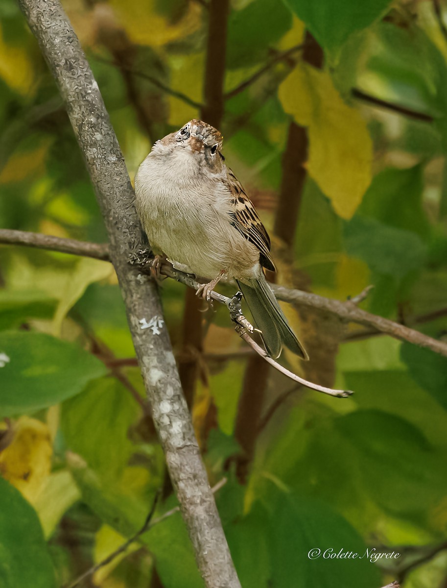 Chipping Sparrow - ML643160972