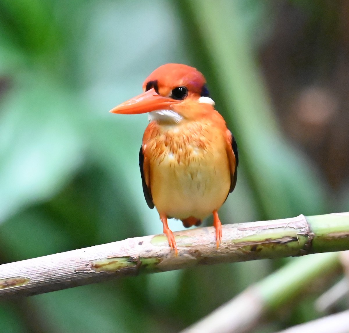 Black-backed Dwarf-Kingfisher - ML643160976