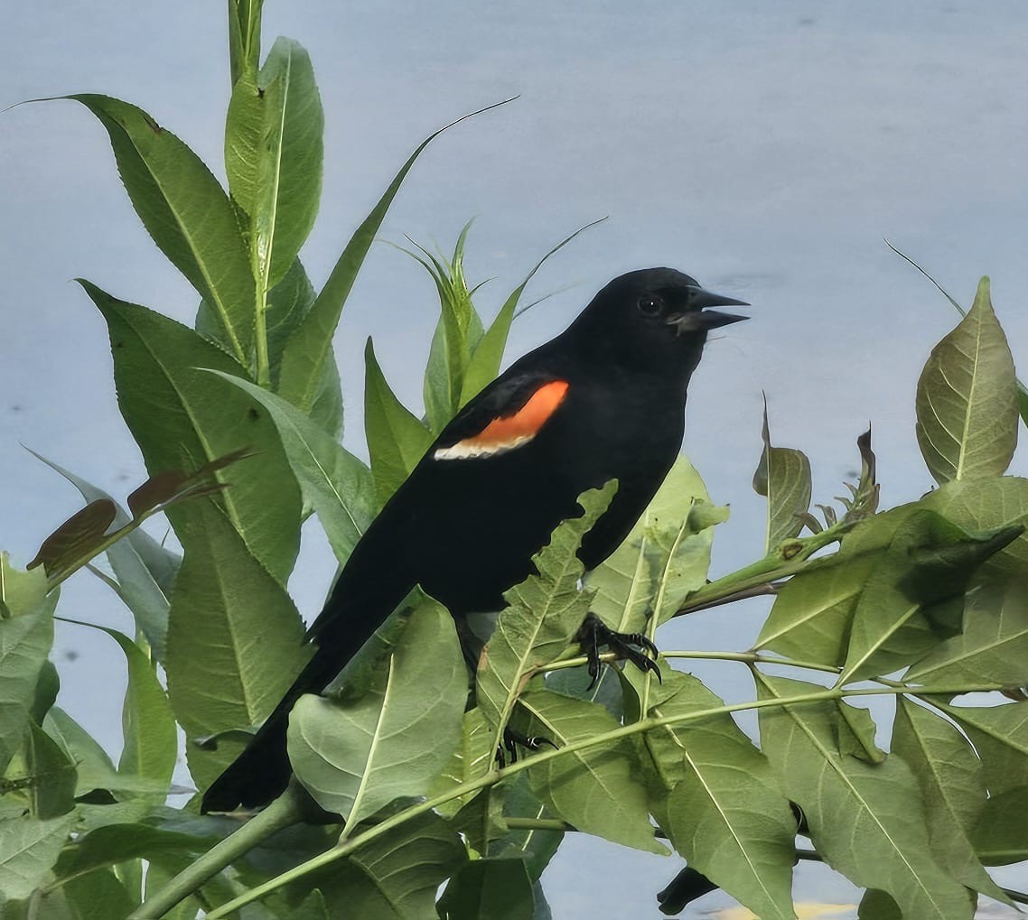 Red-winged Blackbird - ML643160981