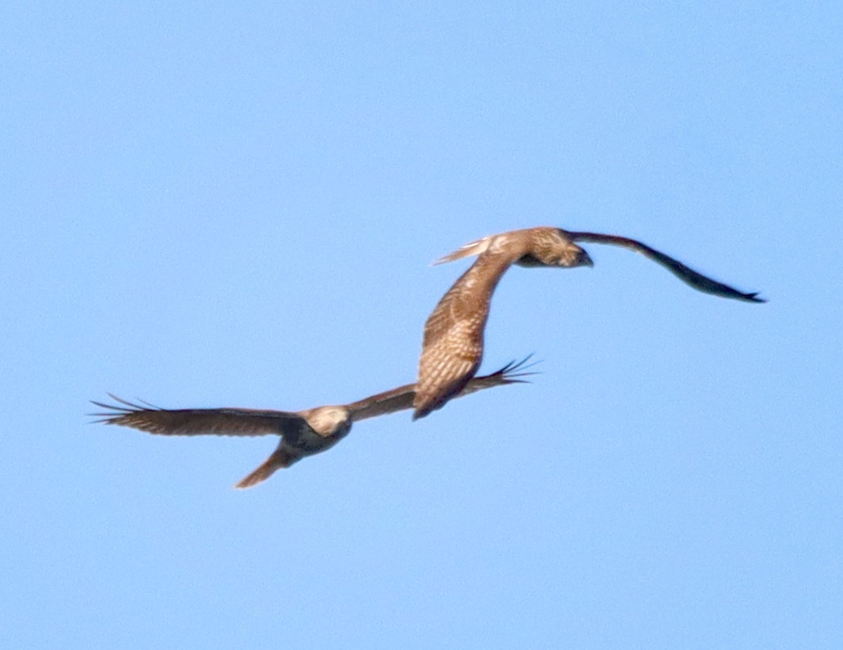 Red-tailed Hawk - ML643160985