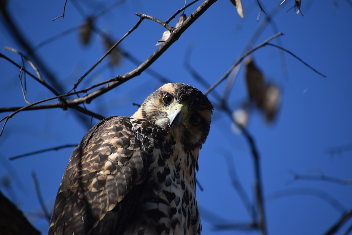 Harris's Hawk - ML643160986