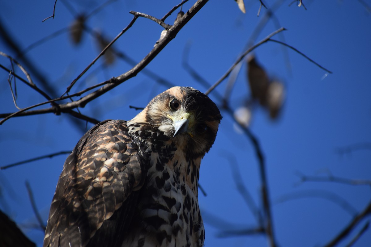 Harris's Hawk - ML643160987