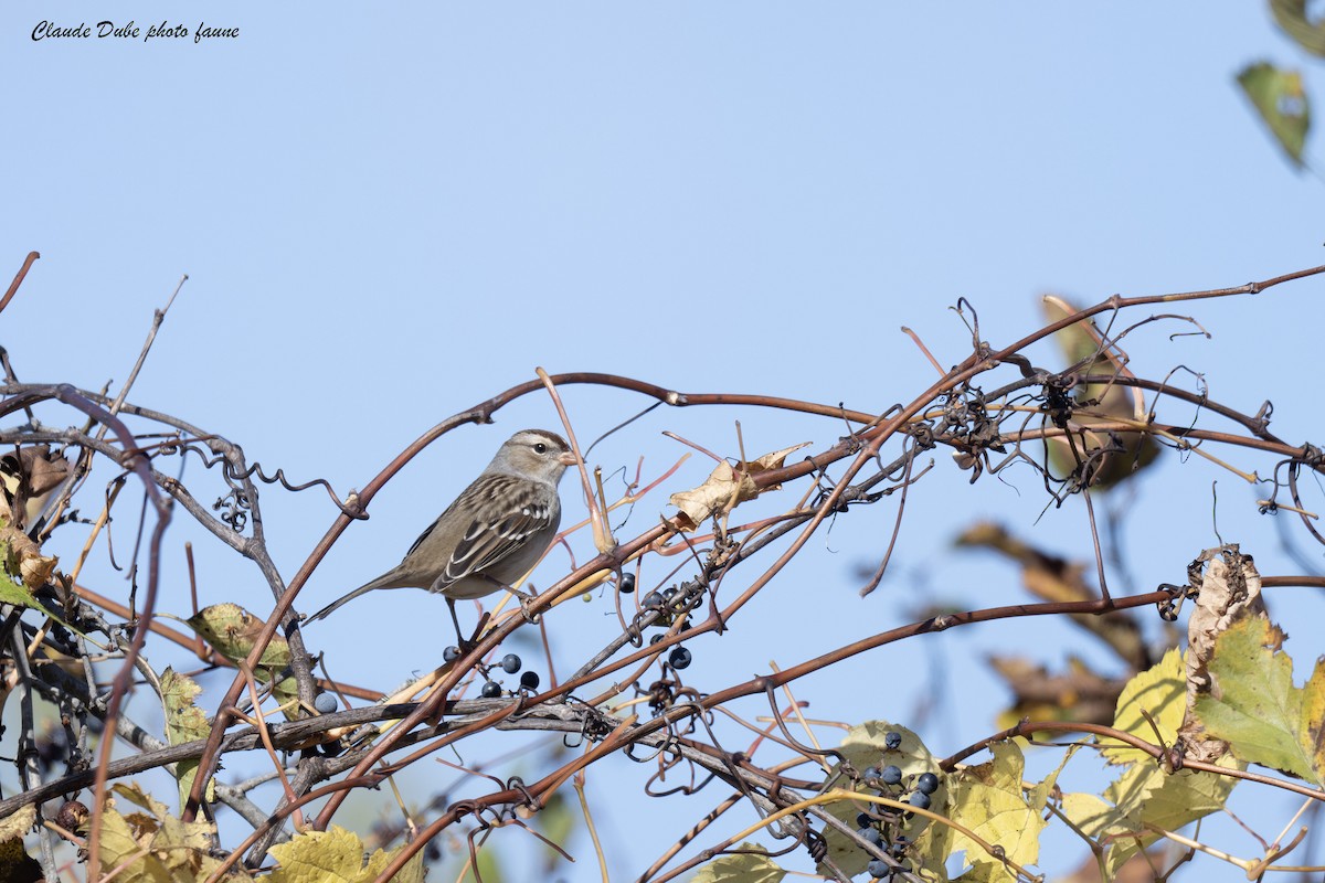 White-crowned Sparrow - ML643160989
