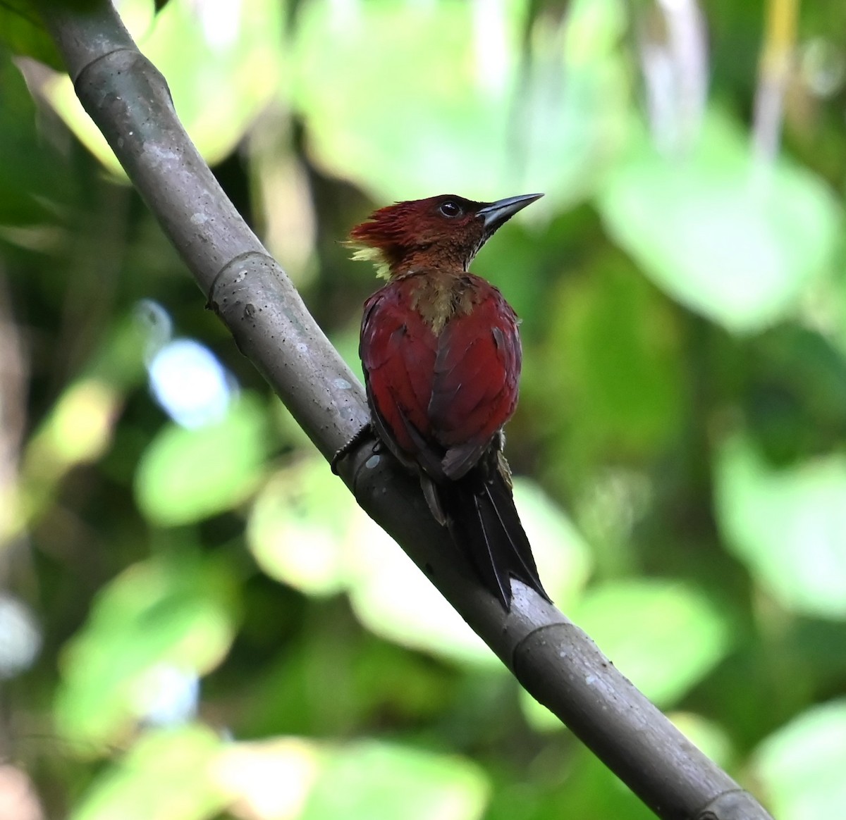 Banded Woodpecker - ML643160992