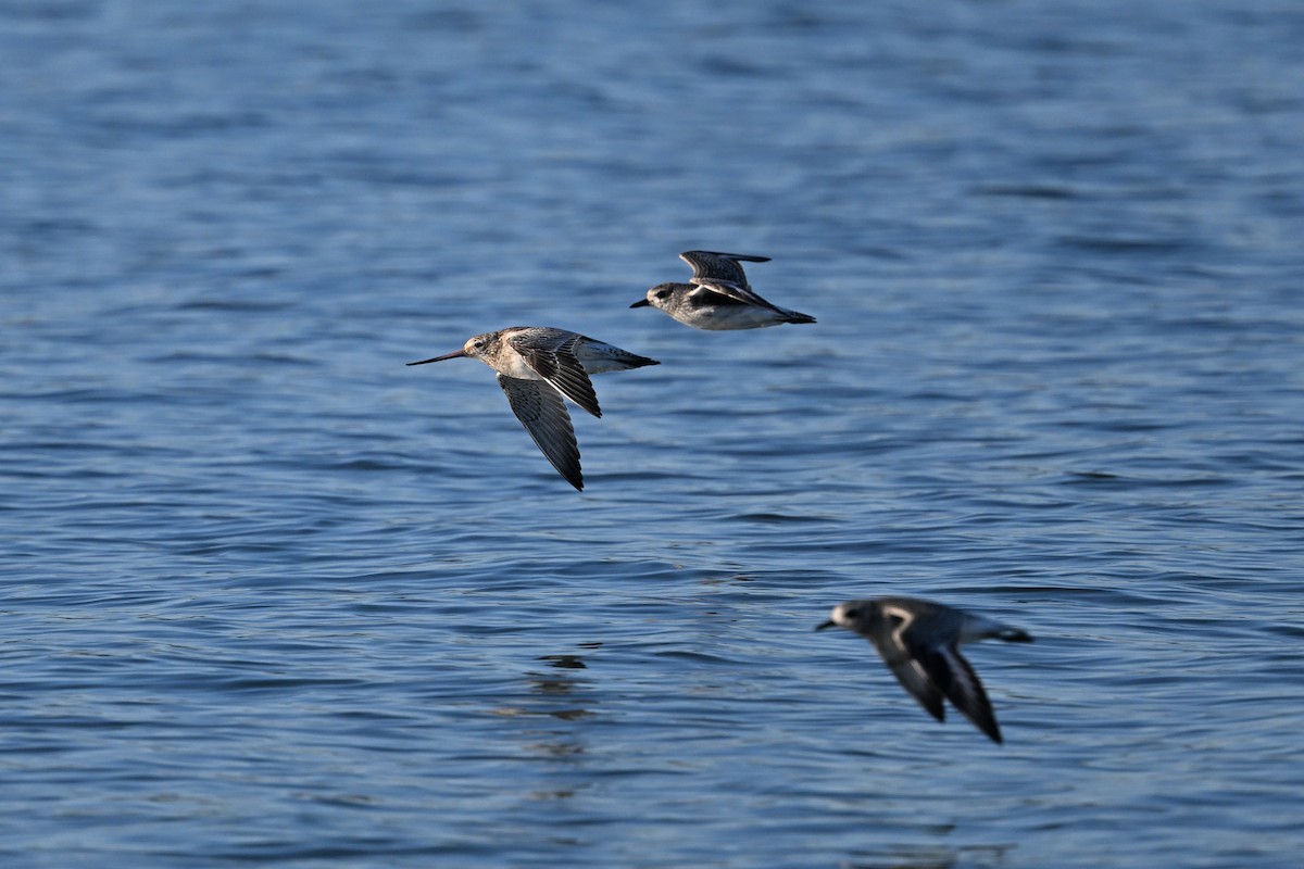 Bar-tailed Godwit (European) - ML643160993