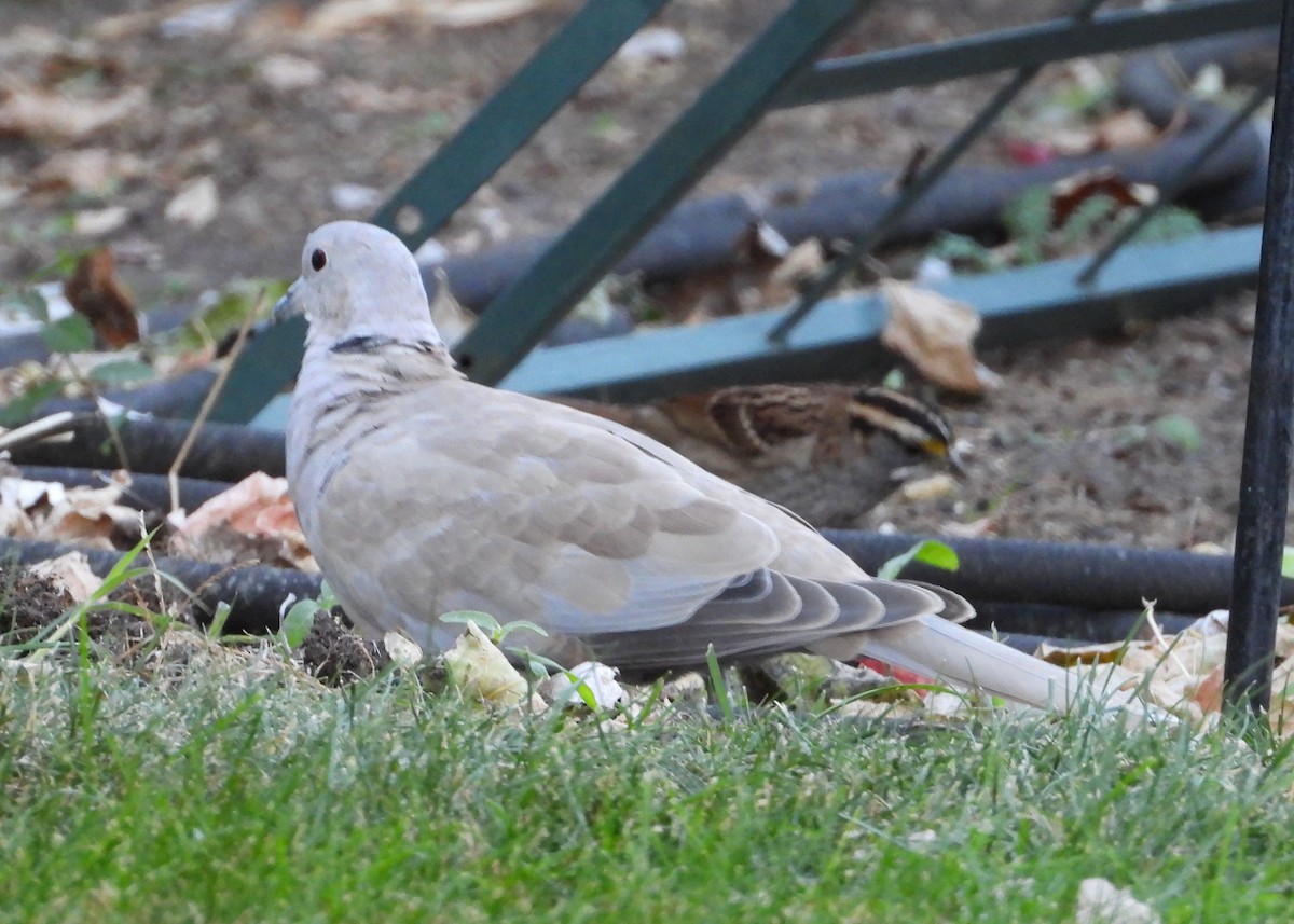 Eurasian Collared-Dove - ML643160994