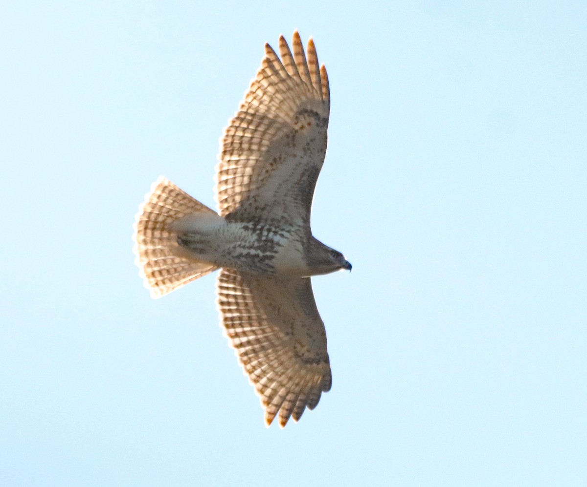 Red-tailed Hawk - ML643160996
