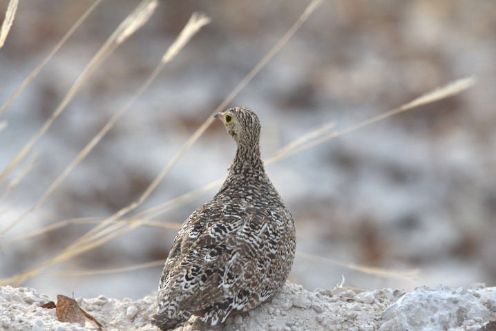 Double-banded Sandgrouse - ML643160997