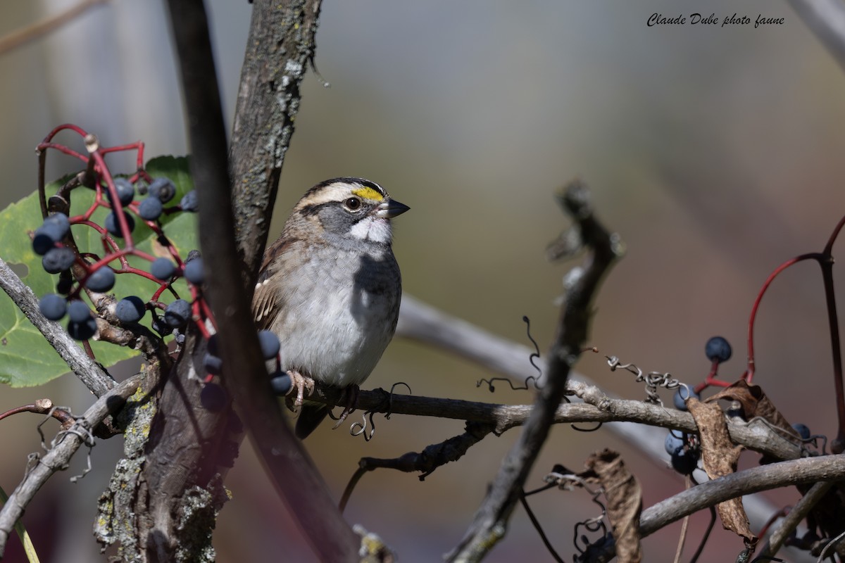 White-throated Sparrow - ML643161000