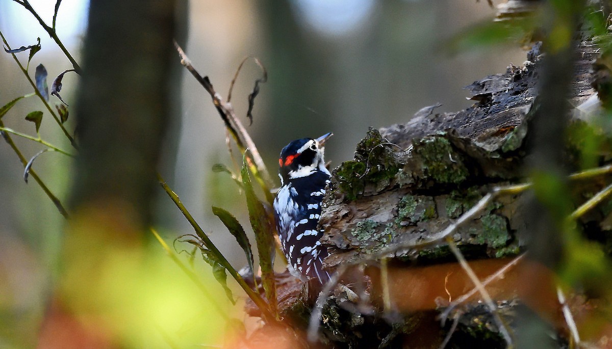 Hairy Woodpecker - ML643161001
