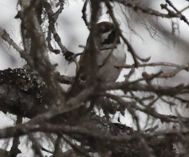 Black-capped Chickadee - ML643161002