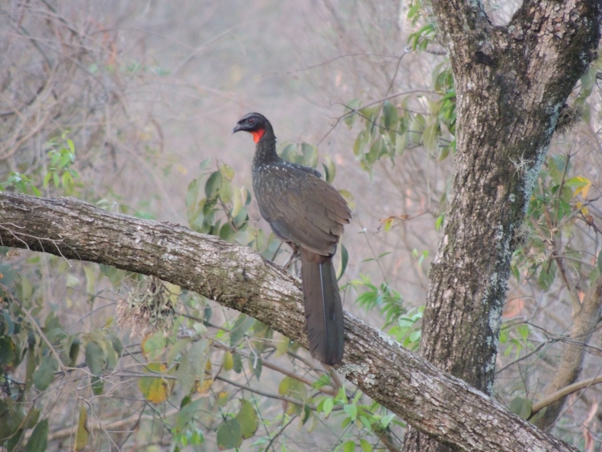 Dusky-legged Guan - ML643161004