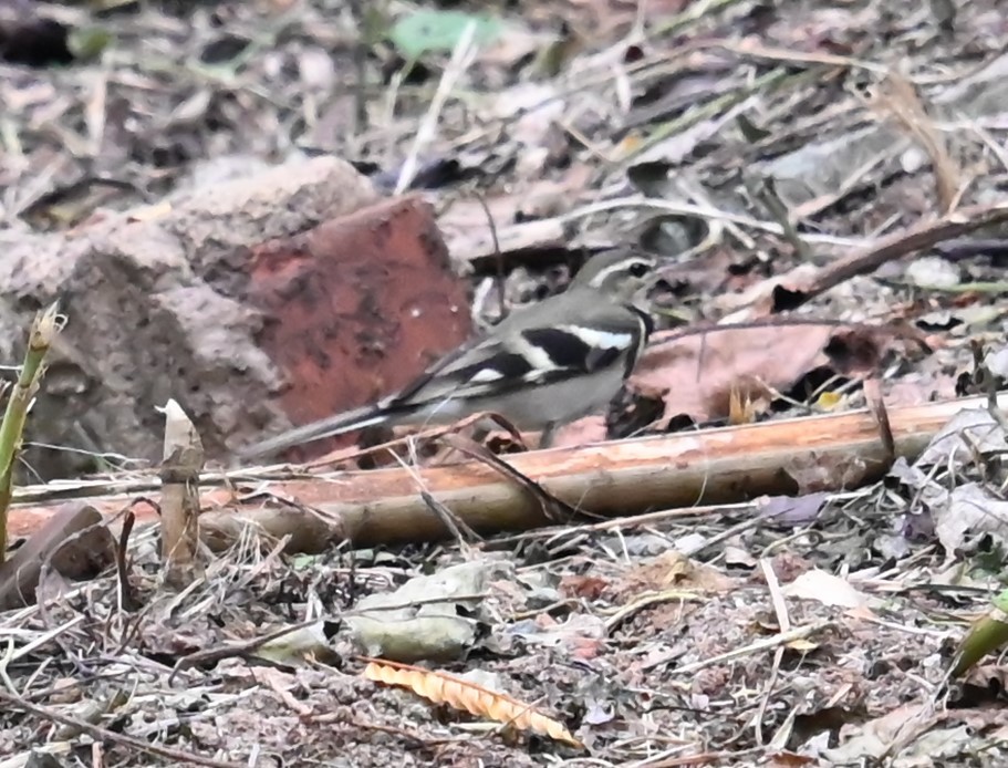 Forest Wagtail - ML643161005