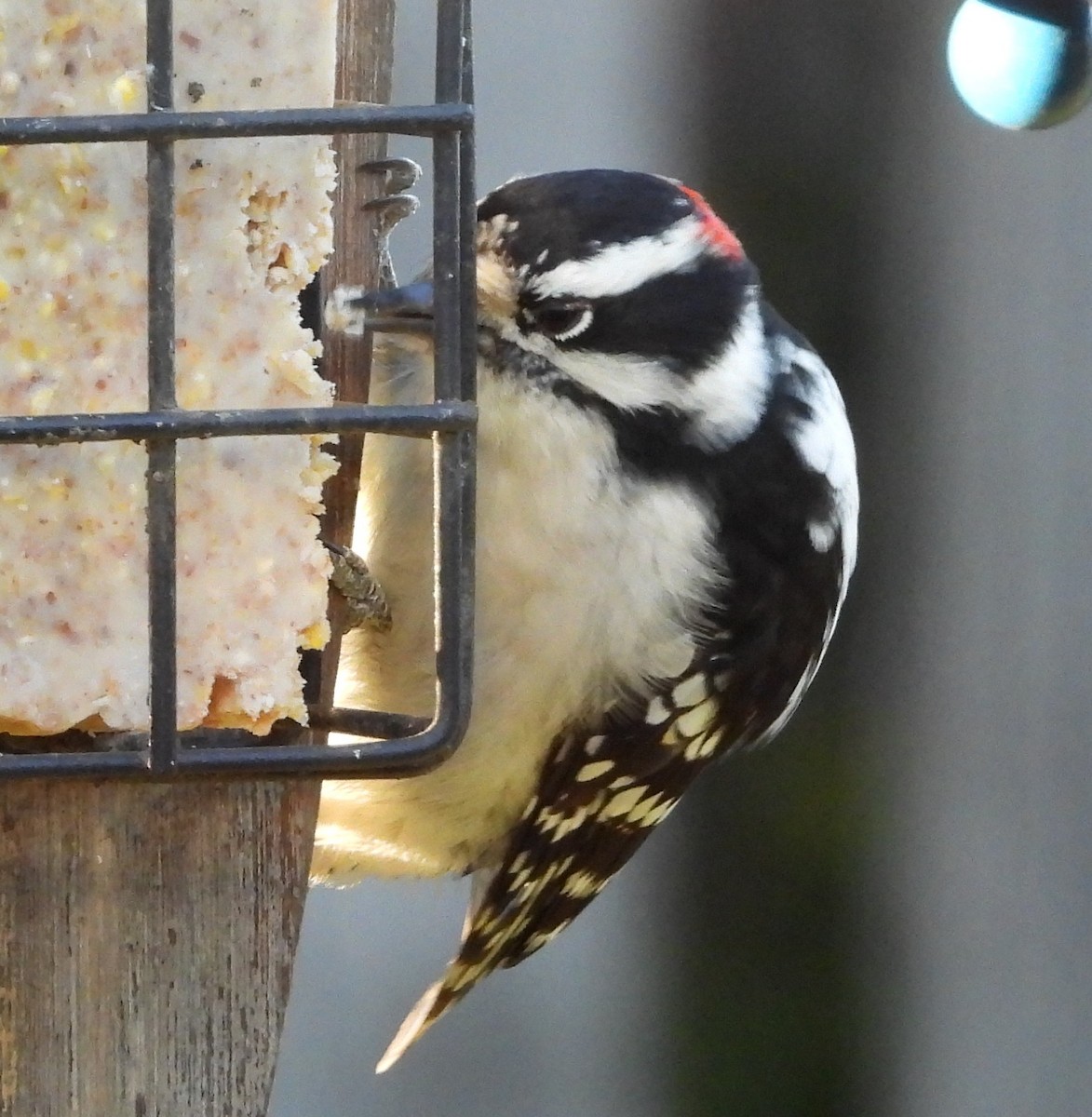 Downy Woodpecker - ML643161006