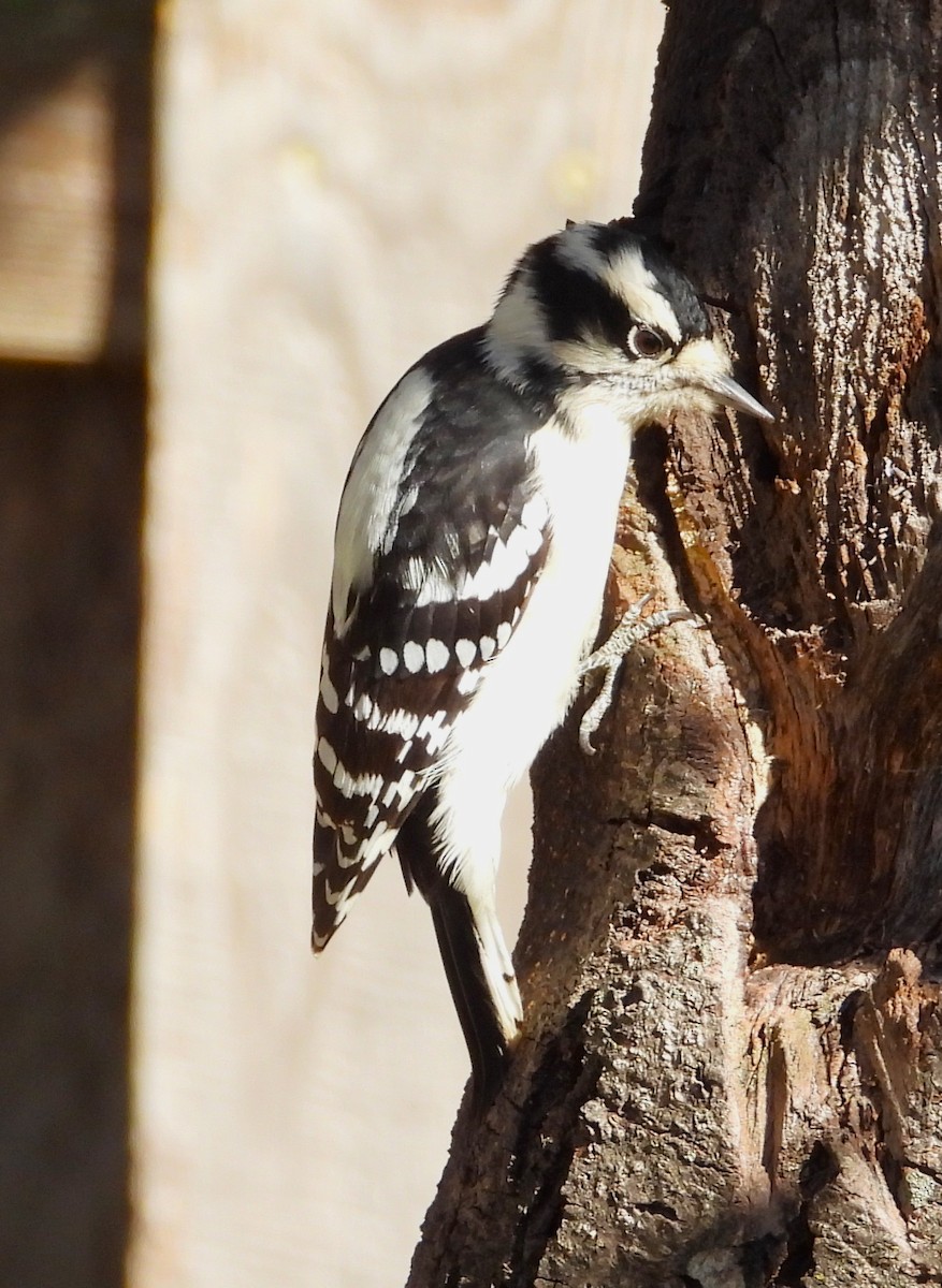 Downy Woodpecker - ML643161008
