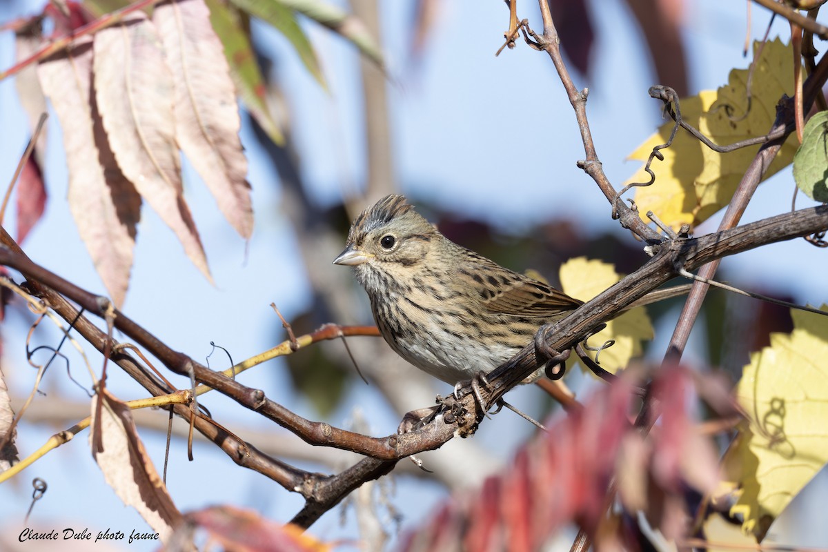 Lincoln's Sparrow - ML643161009