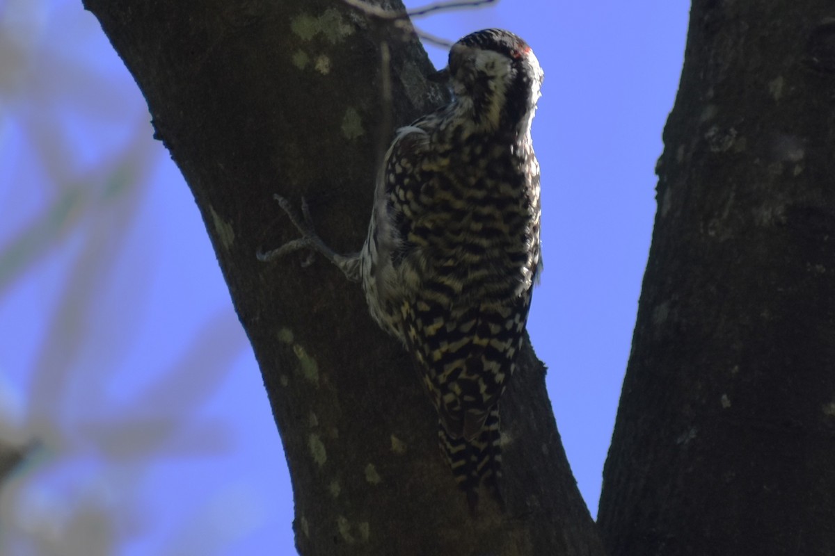 Checkered Woodpecker - ML643161011