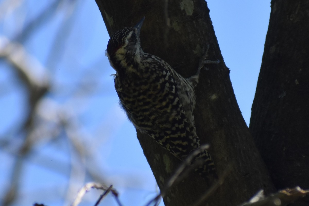 Checkered Woodpecker - ML643161012