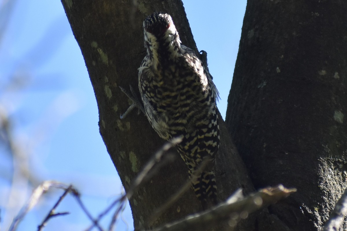 Checkered Woodpecker - ML643161013
