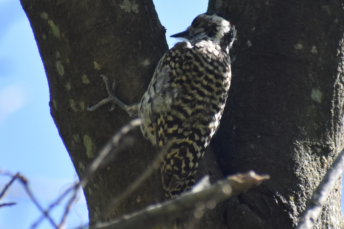 Checkered Woodpecker - ML643161014