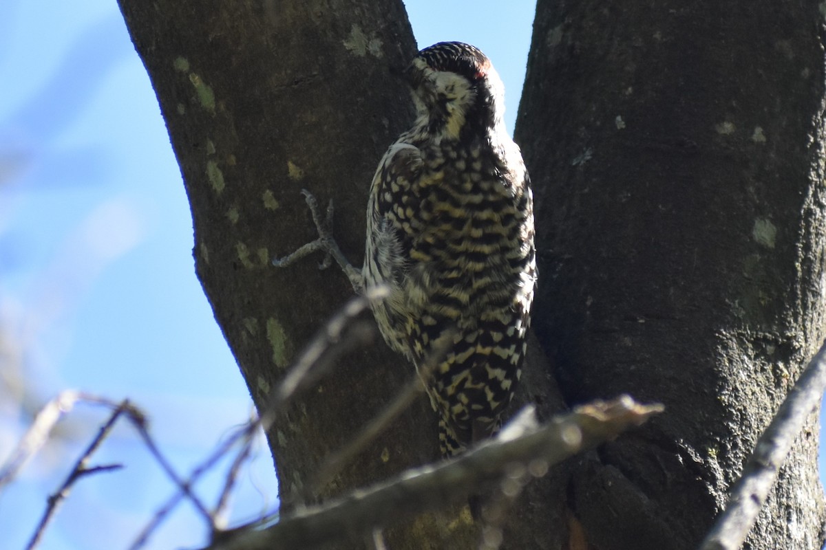 Checkered Woodpecker - ML643161015