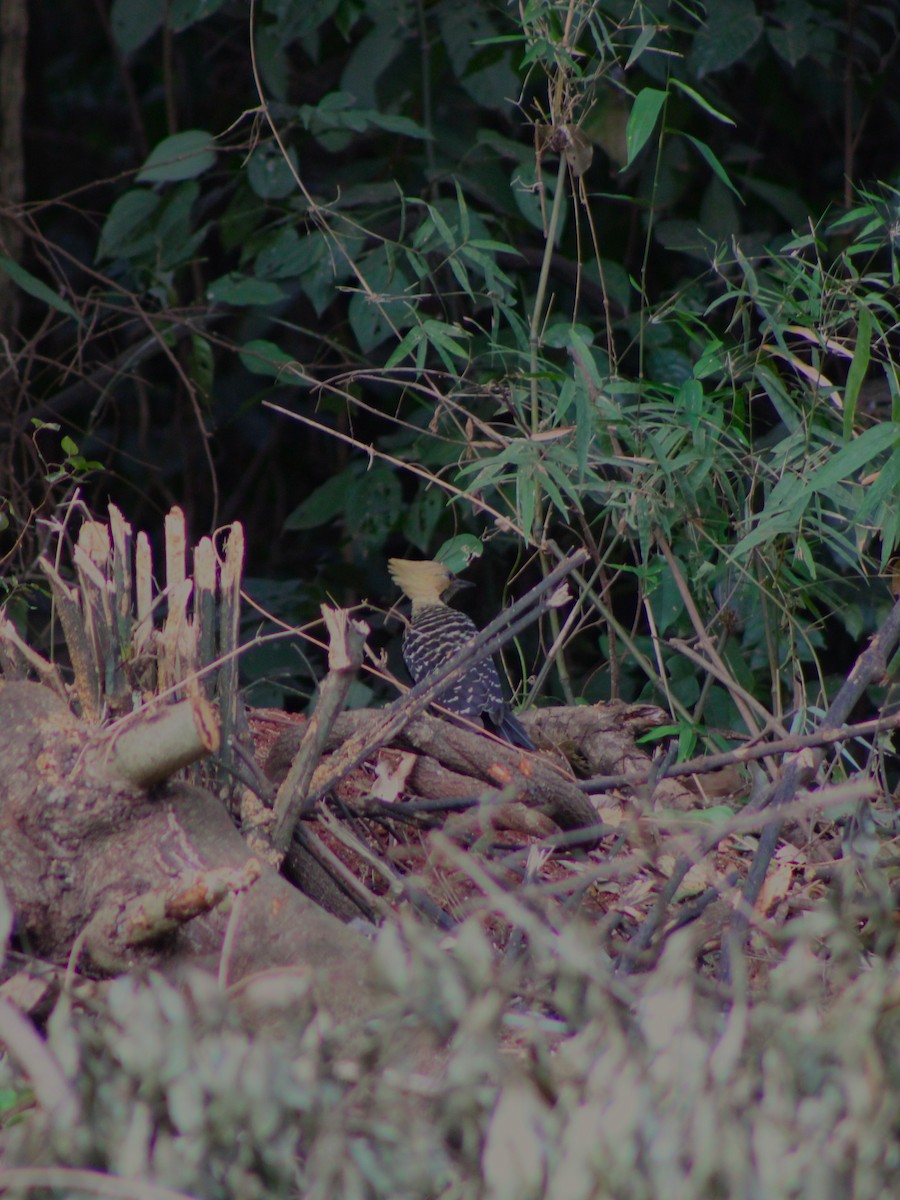 Blond-crested Woodpecker - ML643161017