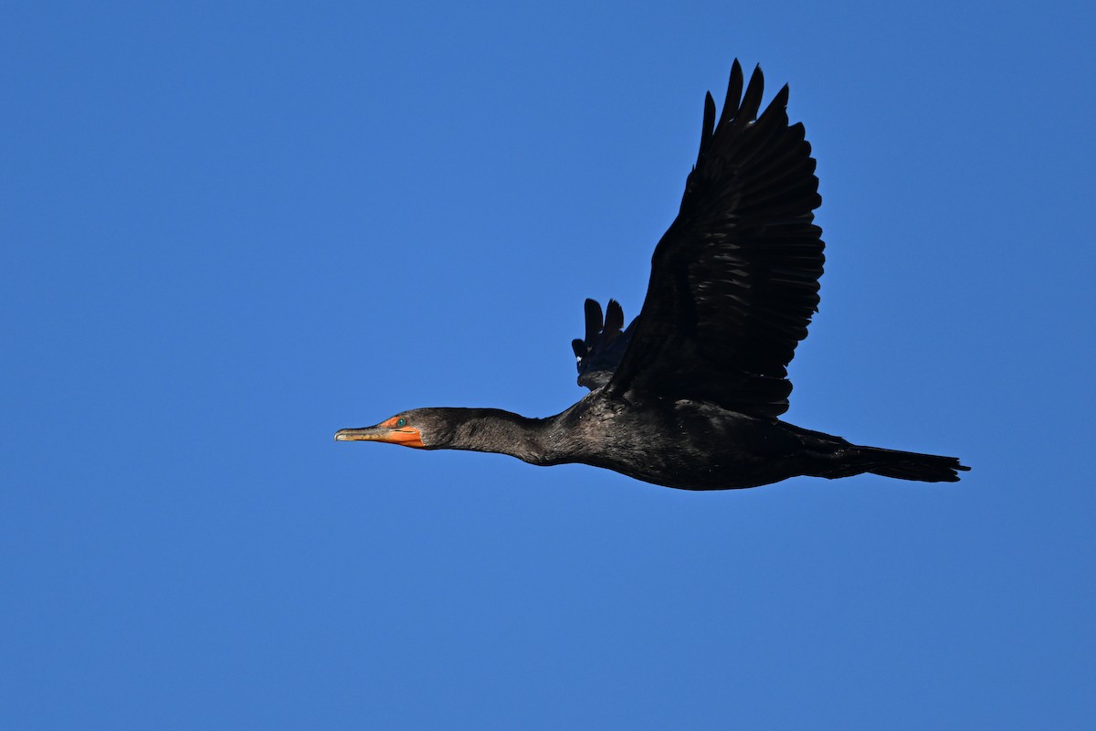 Double-crested Cormorant - ML643161018