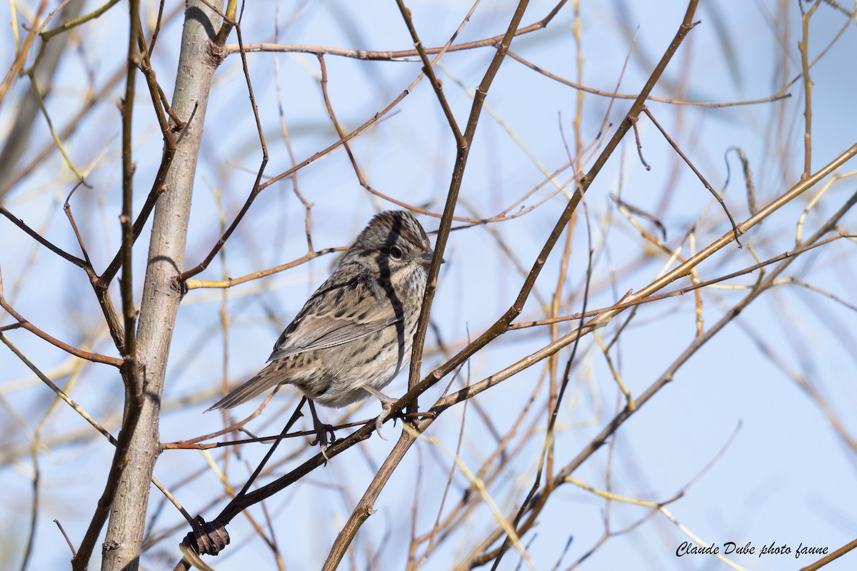 Lincoln's Sparrow - ML643161020
