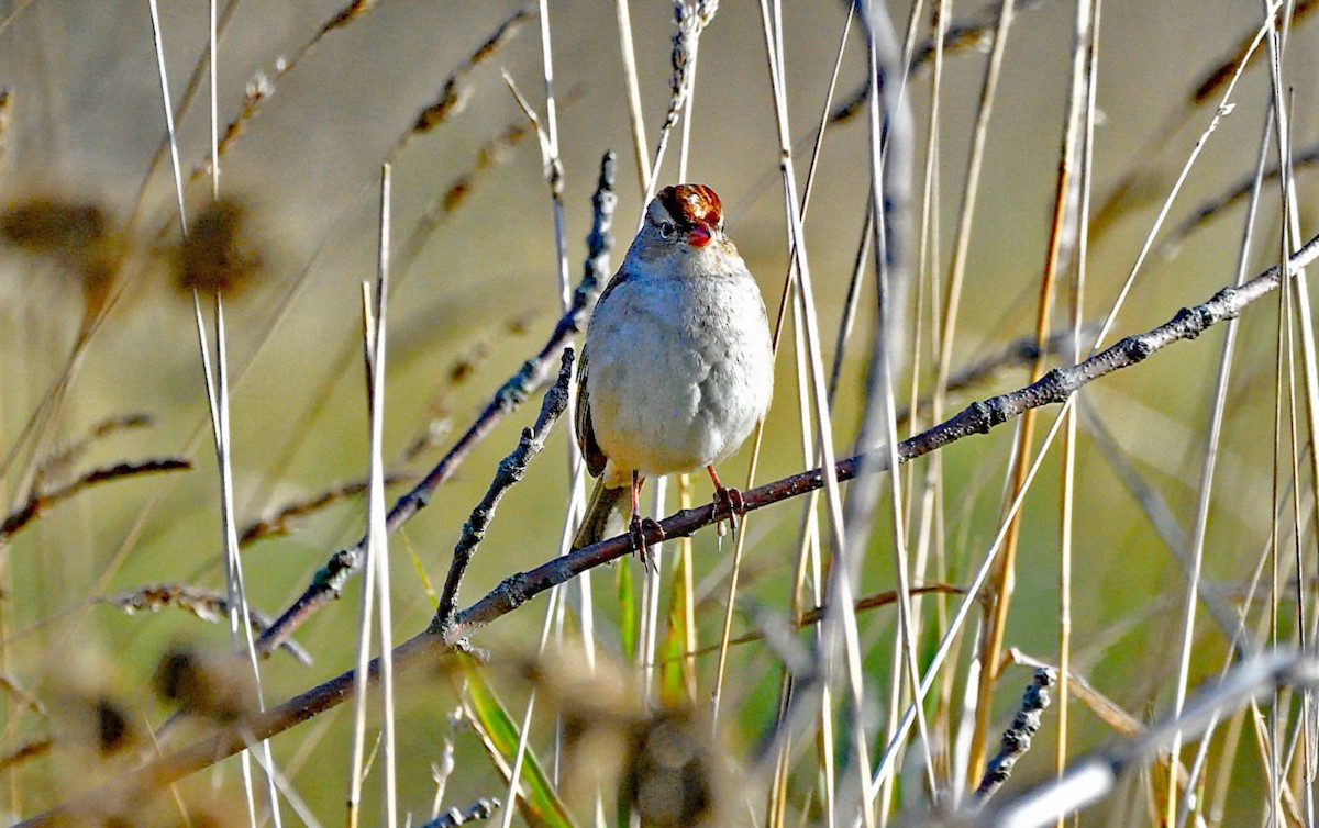 White-crowned Sparrow - ML643161025