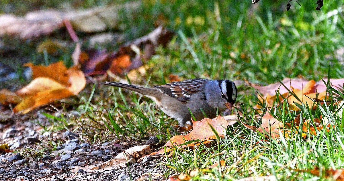 White-crowned Sparrow - ML643161027