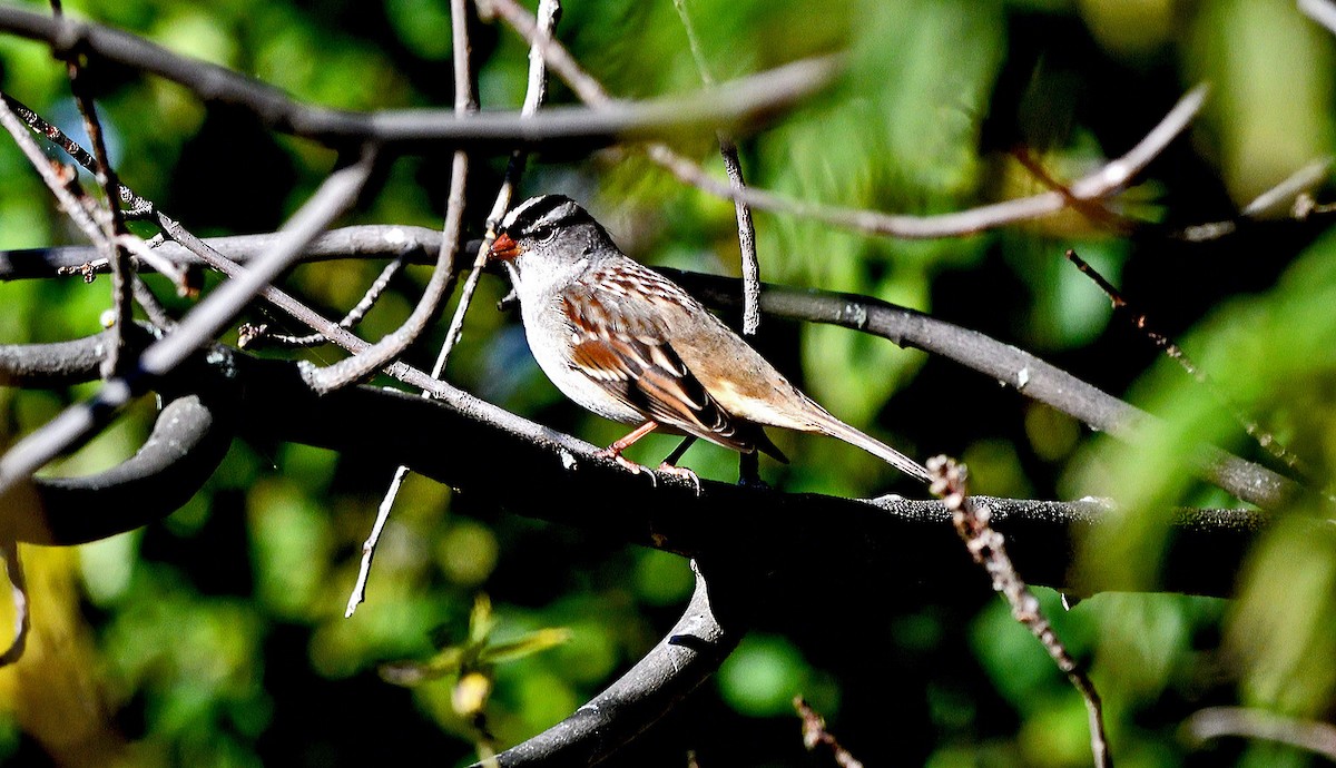 White-crowned Sparrow - ML643161028