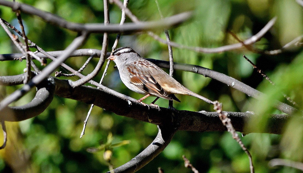 White-crowned Sparrow - ML643161029