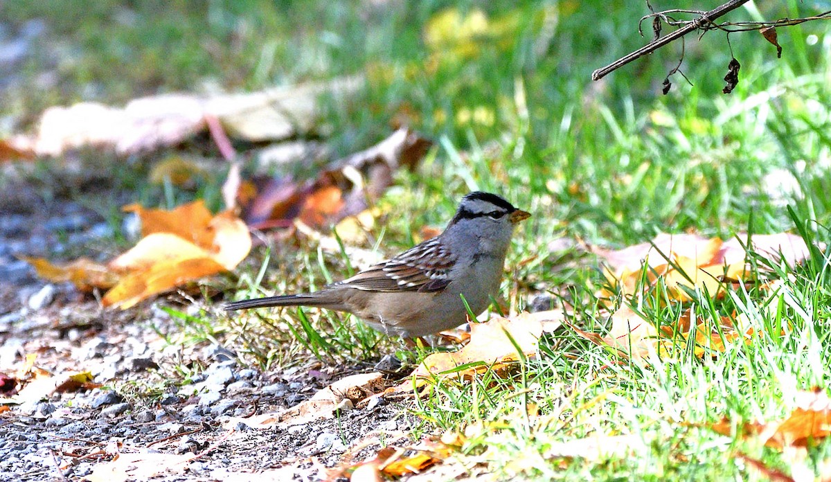 White-crowned Sparrow - ML643161030
