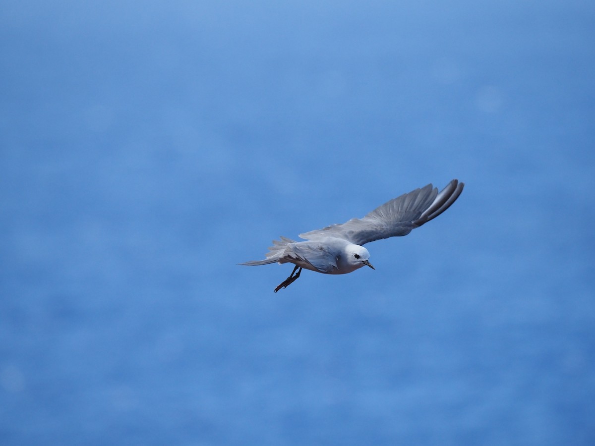 Gray Noddy - ML643161033