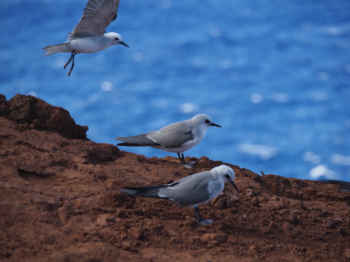 Gray Noddy - ML643161034