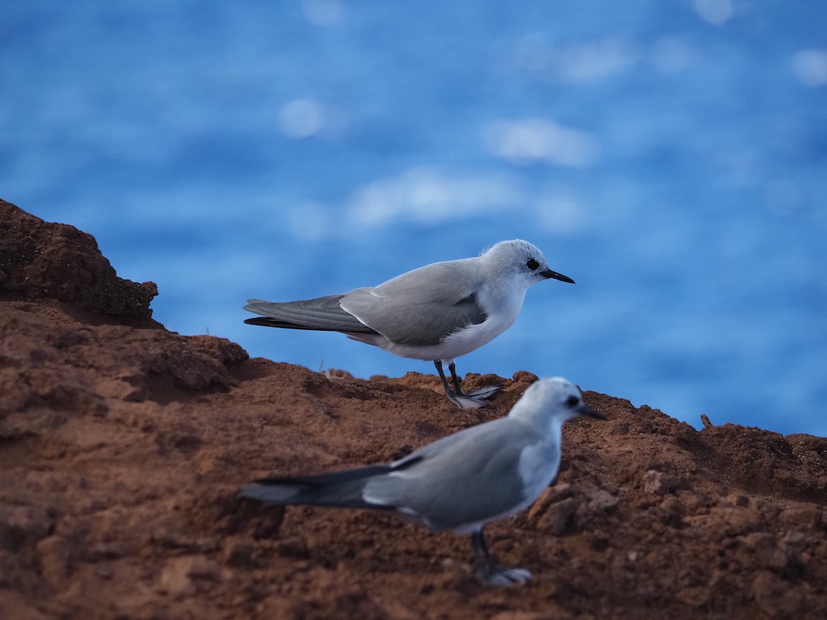 Gray Noddy - ML643161035