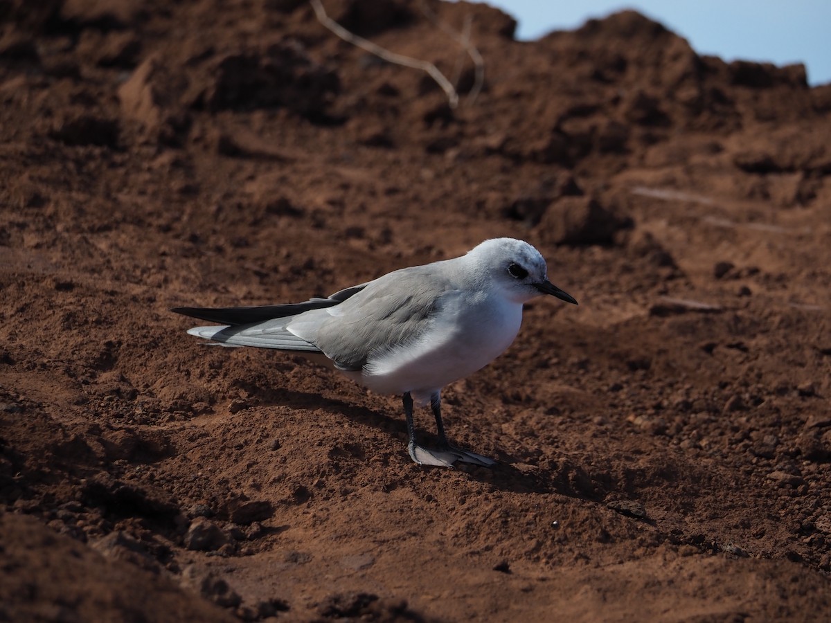 Gray Noddy - ML643161036