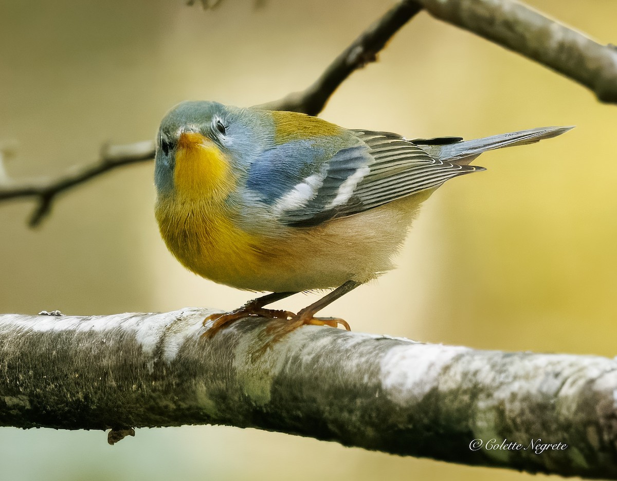 Northern Parula - ML643161038