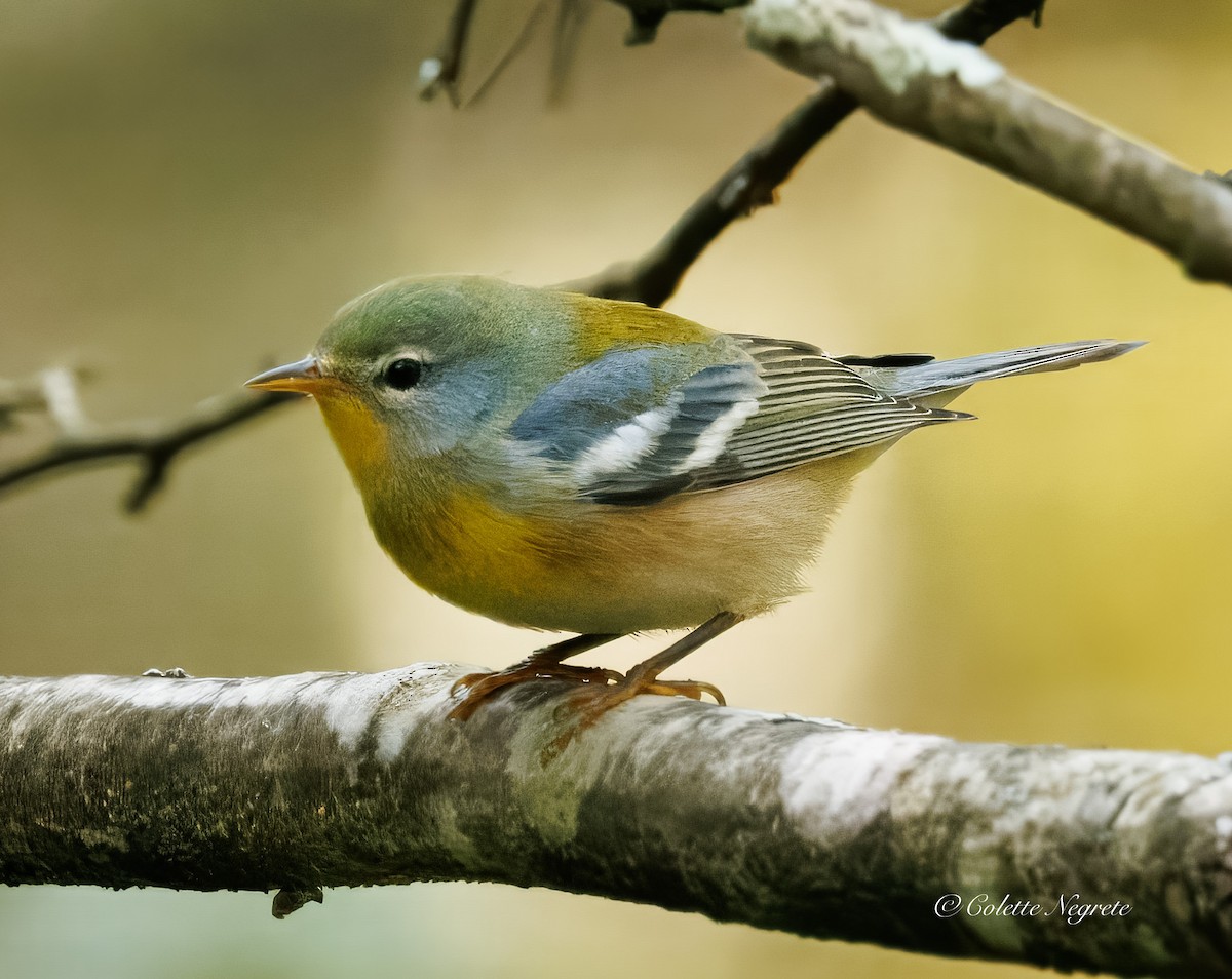 Northern Parula - ML643161039