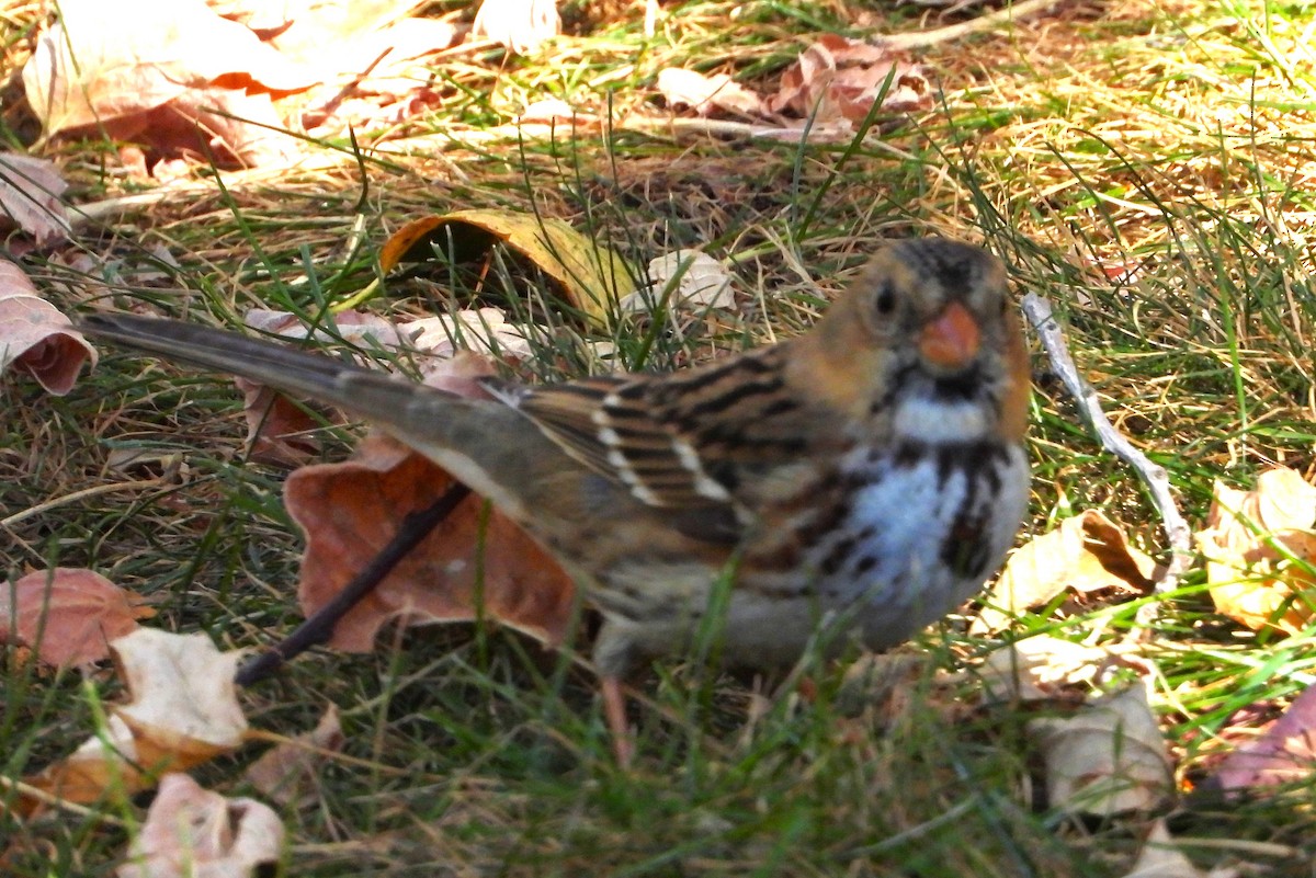 Harris's Sparrow - ML643161042