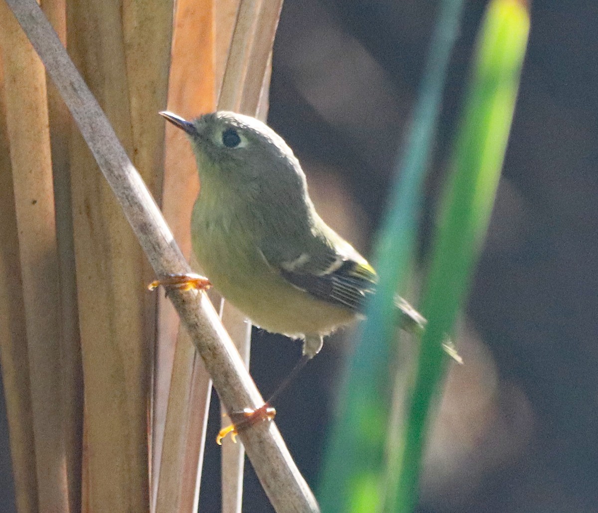 Ruby-crowned Kinglet - ML643161106