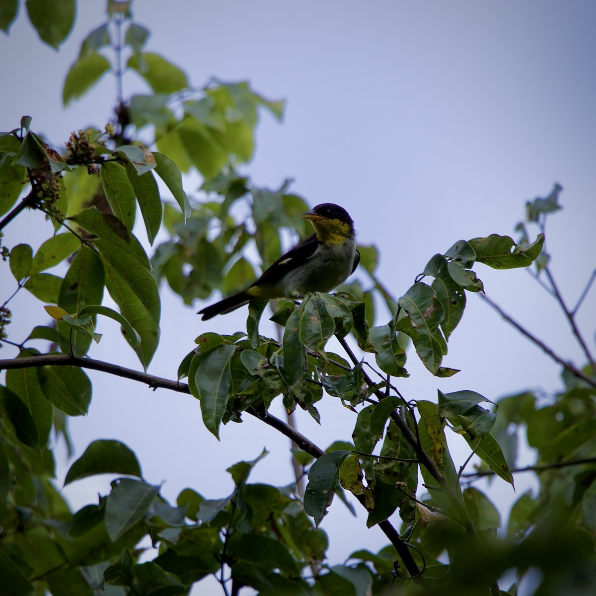 Yellow-backed Tanager - ML643161110
