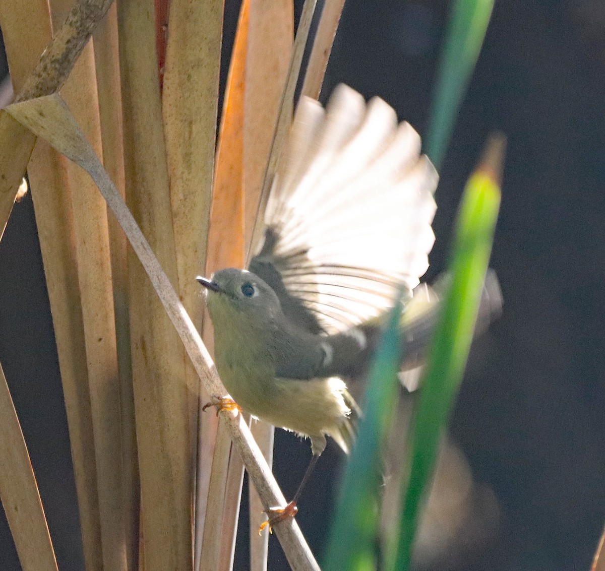 Ruby-crowned Kinglet - ML643161111