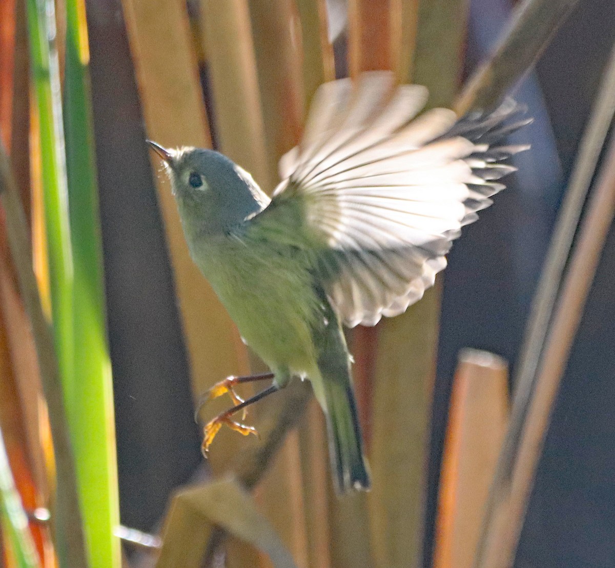 Ruby-crowned Kinglet - ML643161119