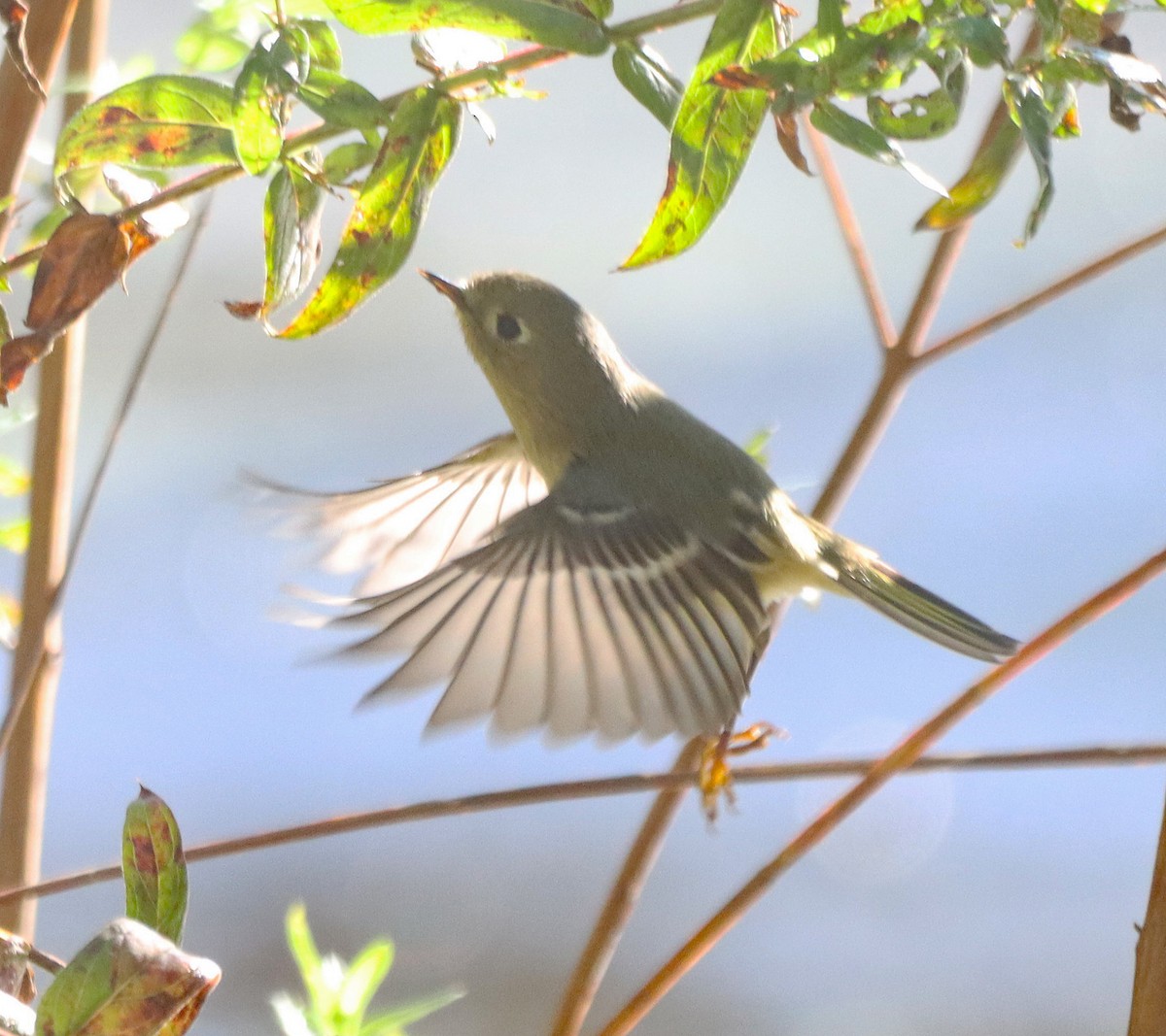 Ruby-crowned Kinglet - ML643161133