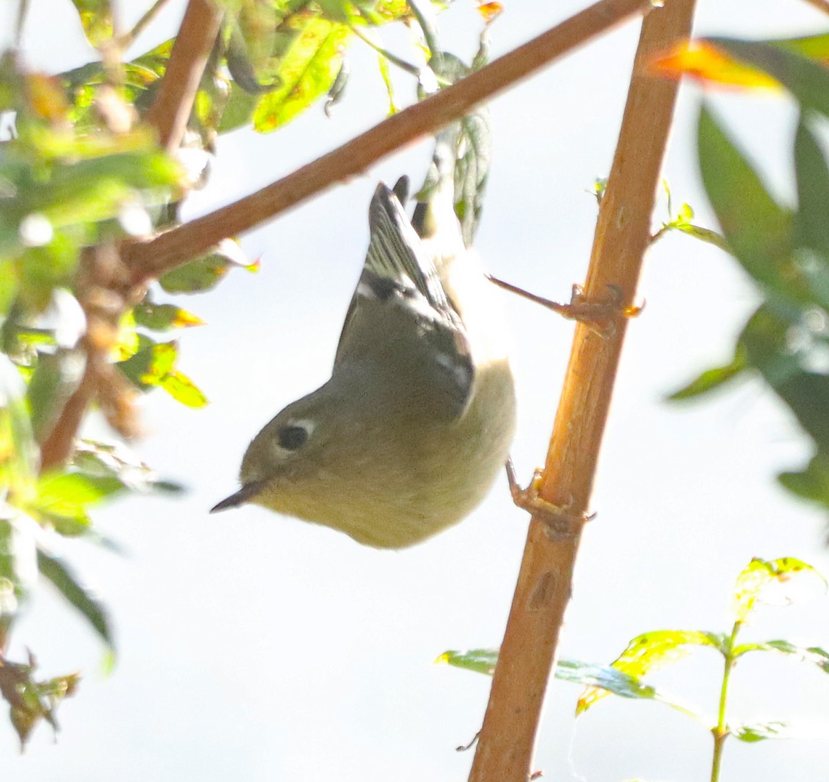 Ruby-crowned Kinglet - ML643161145