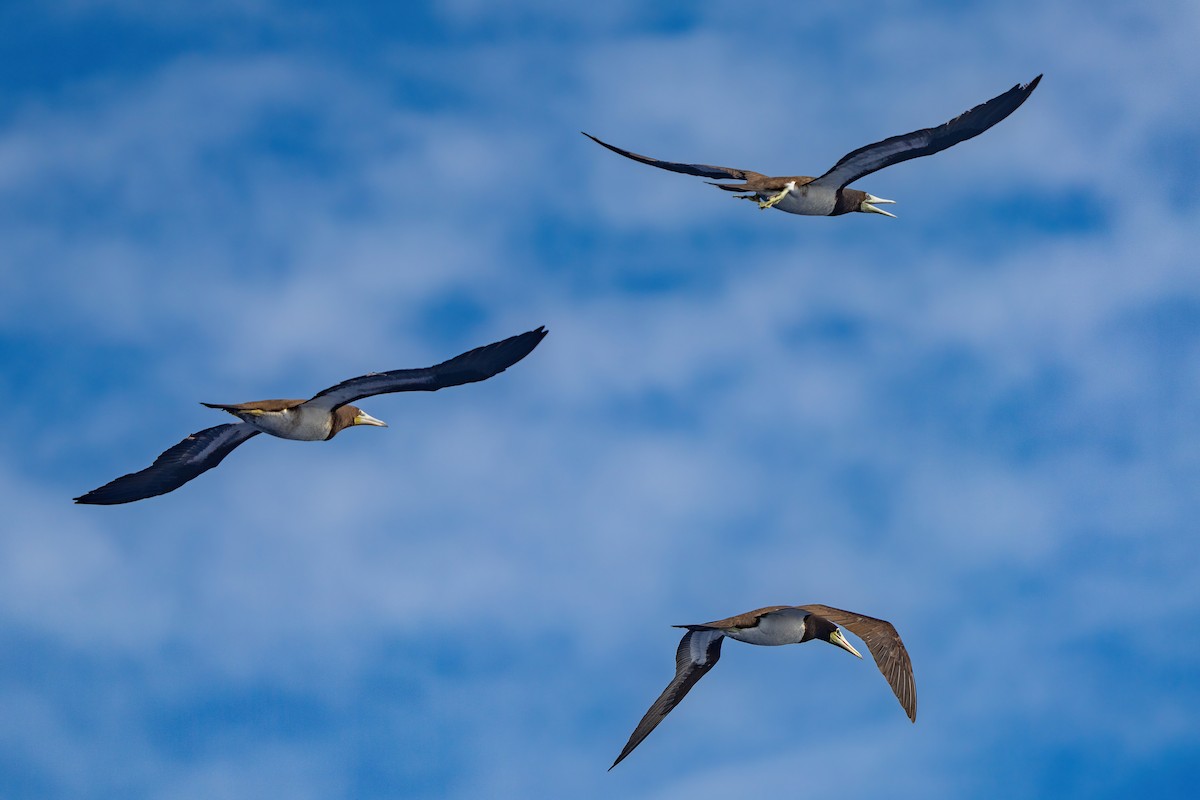 Brown Booby - ML643161154